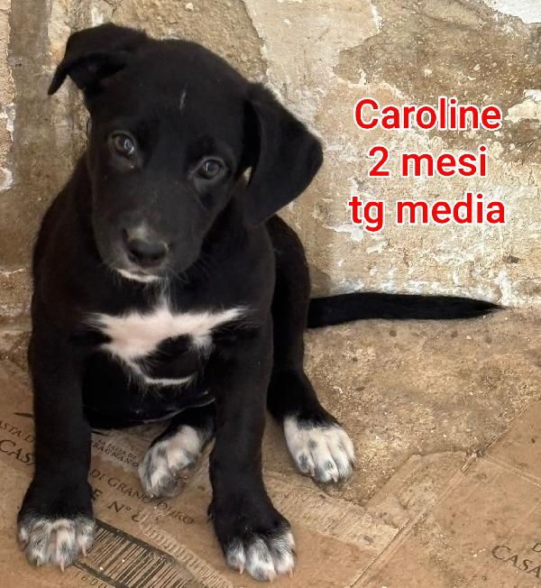 EMERGENZA CUCCIOLI IN RIFUGIO  Foto 3