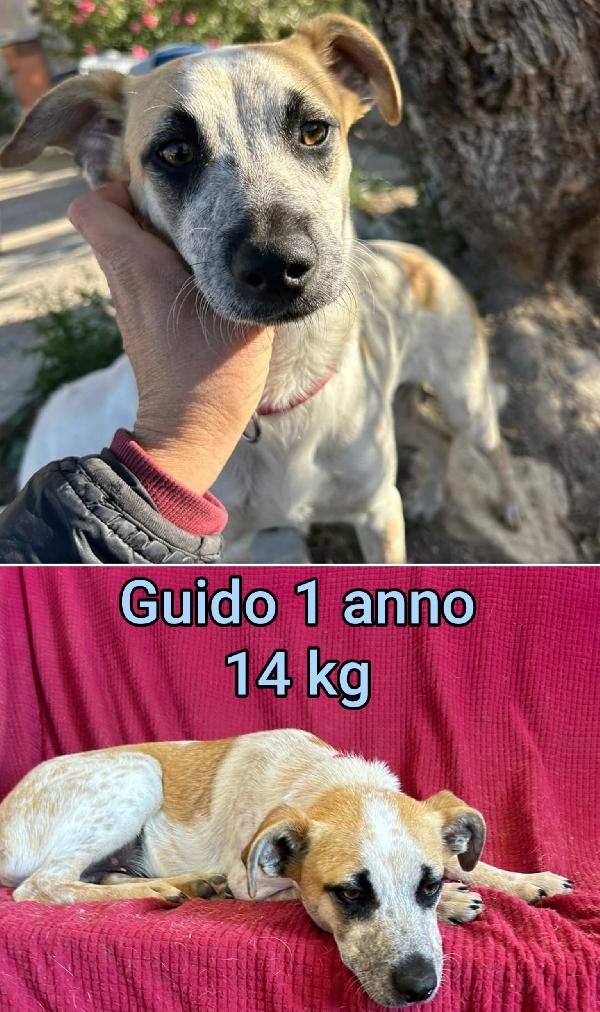 Cani piccini cercano casa  Foto 4