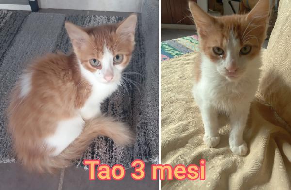 Adorabili Micini Senz' Amore