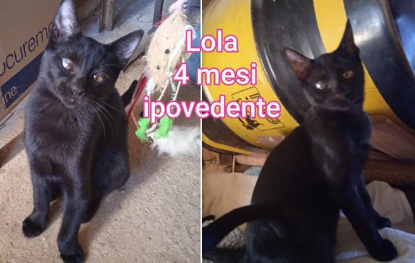 ADORABILI MICINI SENZ' AMORE Foto 6