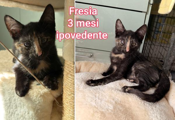 ADORABILI MICINI SENZ' AMORE Foto 7