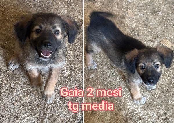 Meravigliosi Cucciolini In Adozione 