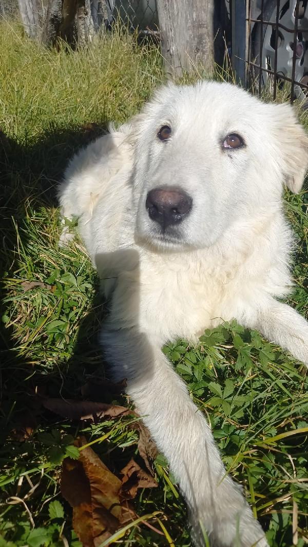 Tito Dolcissimo Cucciolone Simil Maremmano 