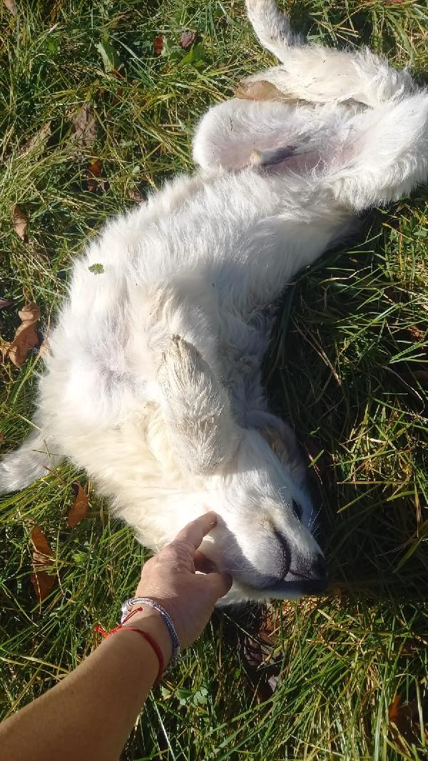 Tito dolcissimo cucciolone simil maremmano  Foto 2