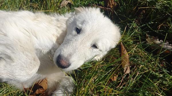 Tito dolcissimo cucciolone simil maremmano  Foto 3