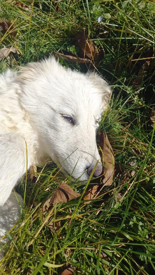 Tito dolcissimo cucciolone simil maremmano  Foto 4