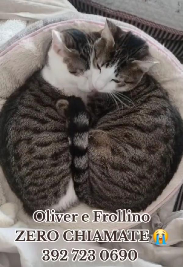 2Mici Tigrati Inseparabili 15Mesi Roma