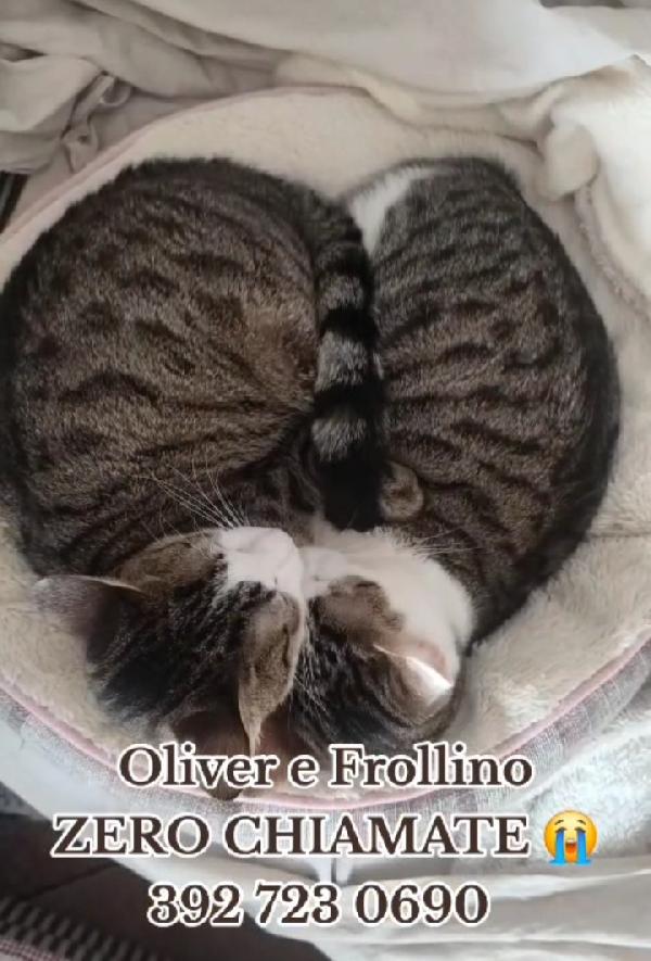 2mici tigrati INSEPARABILI 15mesi ROMA  Foto 2