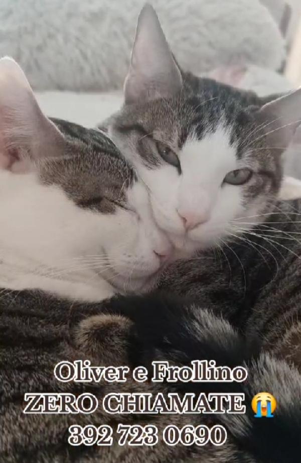 2mici tigrati INSEPARABILI 15mesi ROMA  Foto 3