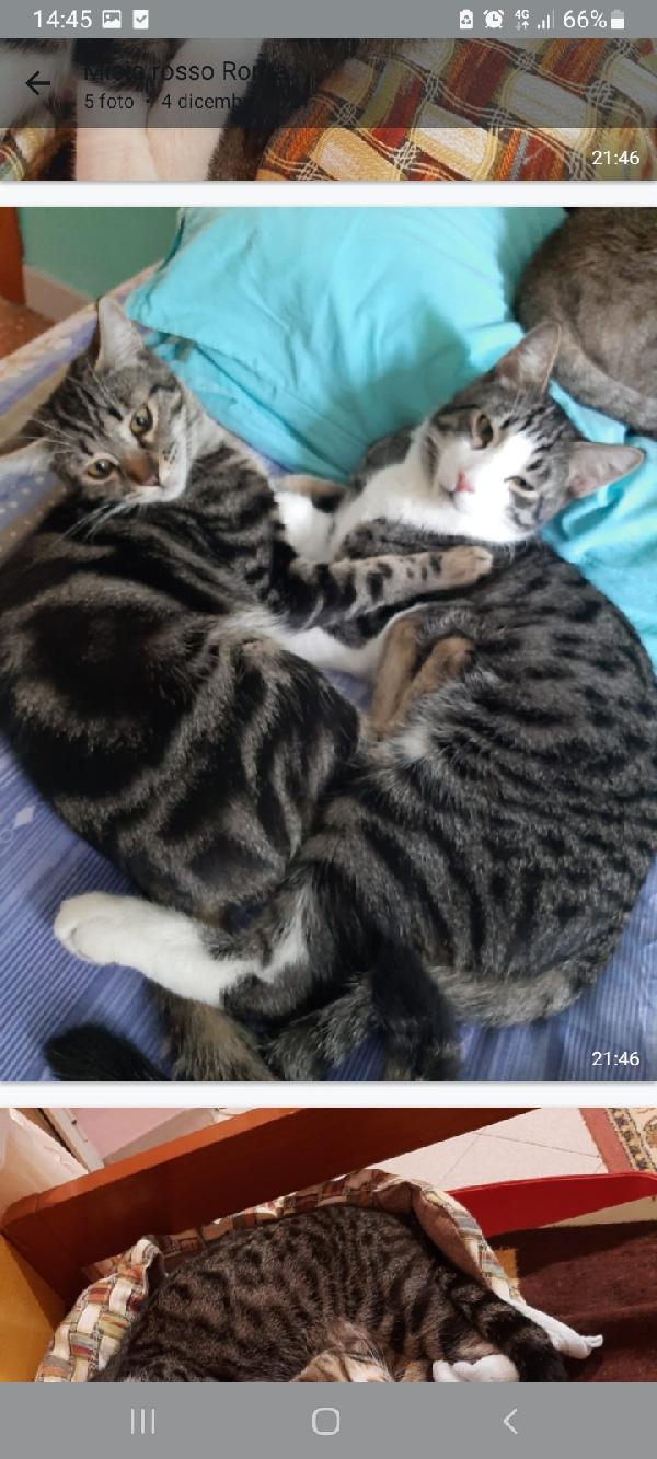 2mici tigrati INSEPARABILI 15mesi ROMA  Foto 4