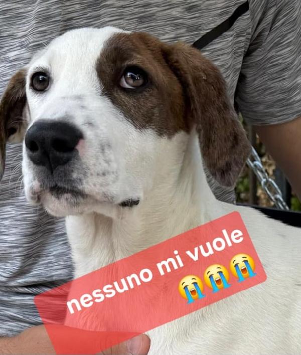 5mesi fratello/sorella trovati in 1sacco nero mesi fa.. Foto 2