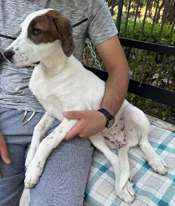 5mesi fratello/sorella trovati in 1sacco nero mesi fa.. Foto 3