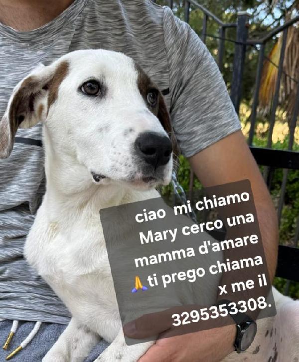 5mesi fratello/sorella trovati in 1sacco nero mesi fa.. Foto 4