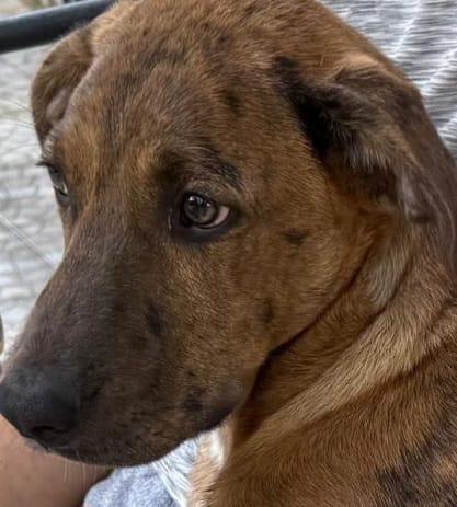 5mesi fratello/sorella trovati in 1sacco nero mesi fa.. Foto 6