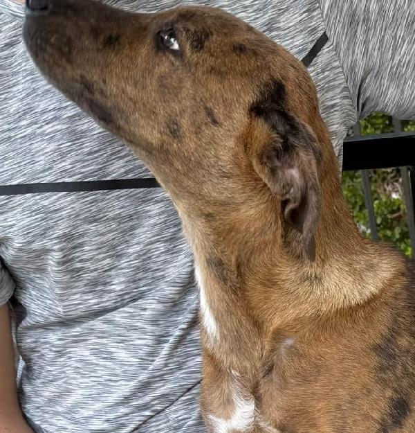 5mesi fratello/sorella trovati in 1sacco nero mesi fa.. Foto 8