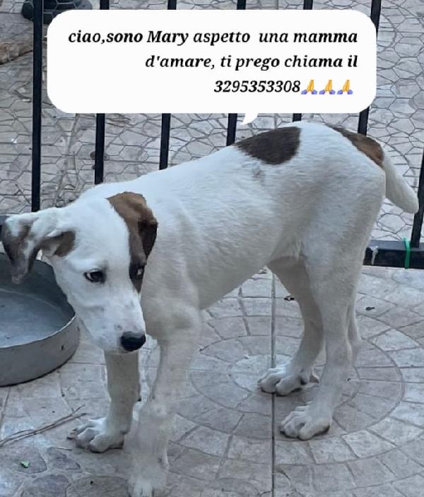 5mesi fratello/sorella trovati in 1sacco nero mesi fa.. Foto 9