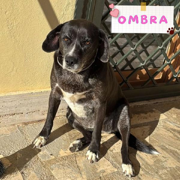 Ombra Dolce E Tranquilla In Adozione - Mix Labrador