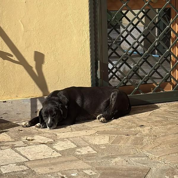 OMBRA dolce e tranquilla in adozione - mix Labrador Foto 2
