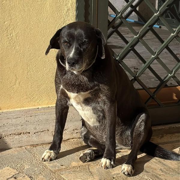 OMBRA dolce e tranquilla in adozione - mix Labrador Foto 3