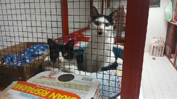 Adozione Urgente Per Maja E Mago: 