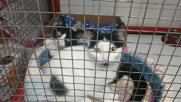 ADOZIONE URGENTE PER MAJA E MAGO:  Foto 3