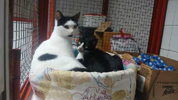 ADOZIONE URGENTE PER MAJA E MAGO:  Foto 4