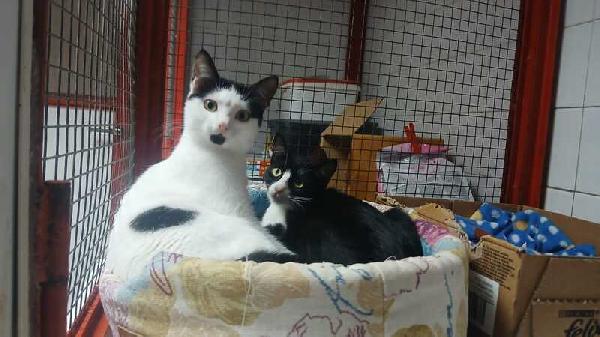 ADOZIONE URGENTE PER MAJA E MAGO:  Foto 5