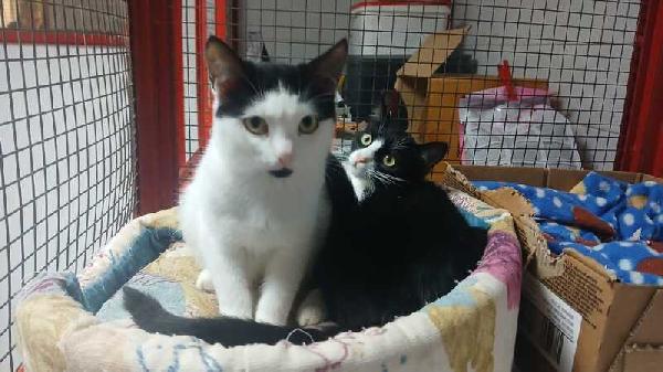 ADOZIONE URGENTE PER MAJA E MAGO:  Foto 7