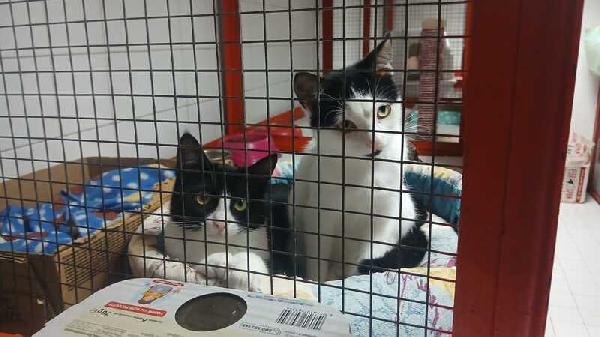 ADOZIONE URGENTE PER MAJA E MAGO:  Foto 8