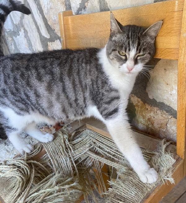 LICIA, tenera micia in adozione! Foto 2