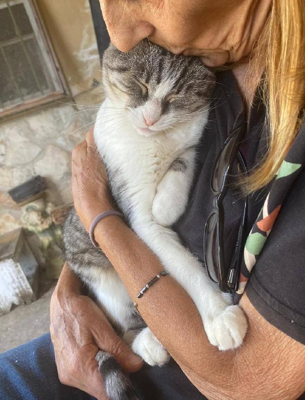 LICIA, tenera micia in adozione! Foto 3