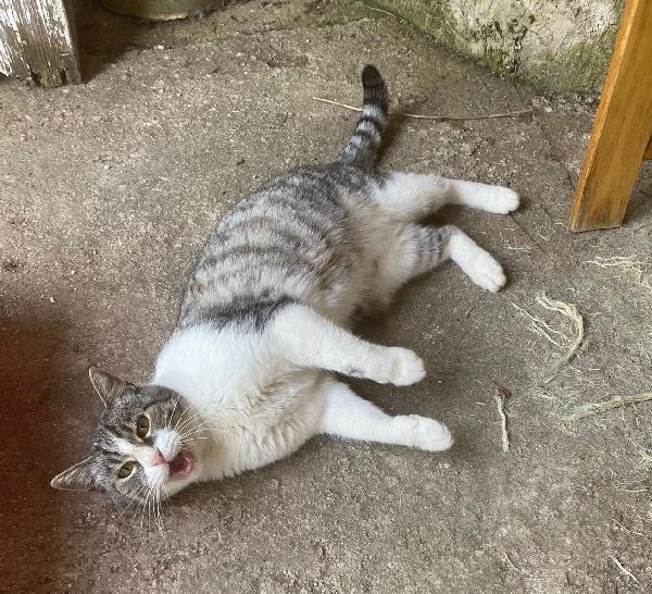 LICIA, tenera micia in adozione! Foto 4