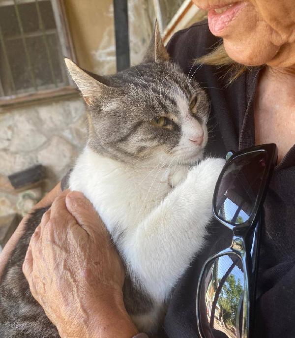 LICIA, tenera micia in adozione! Foto 5