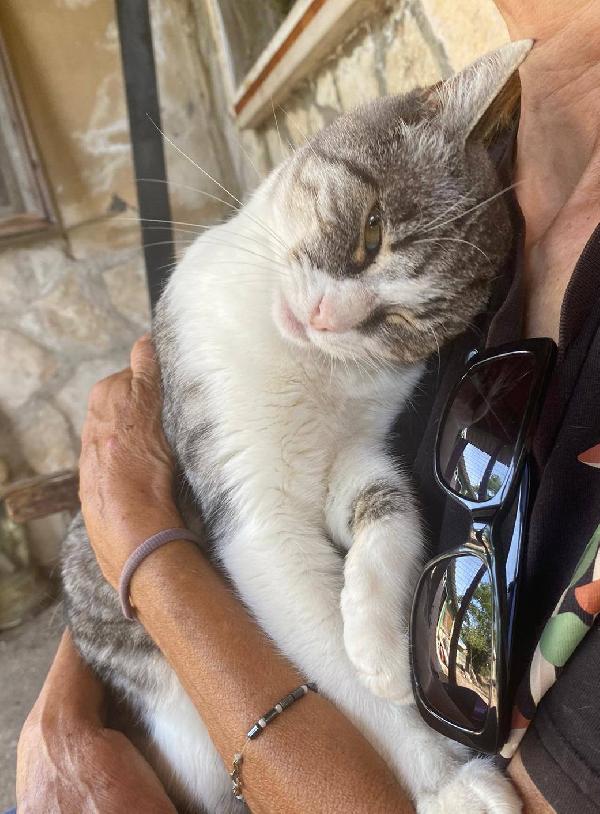 LICIA, tenera micia in adozione! Foto 6