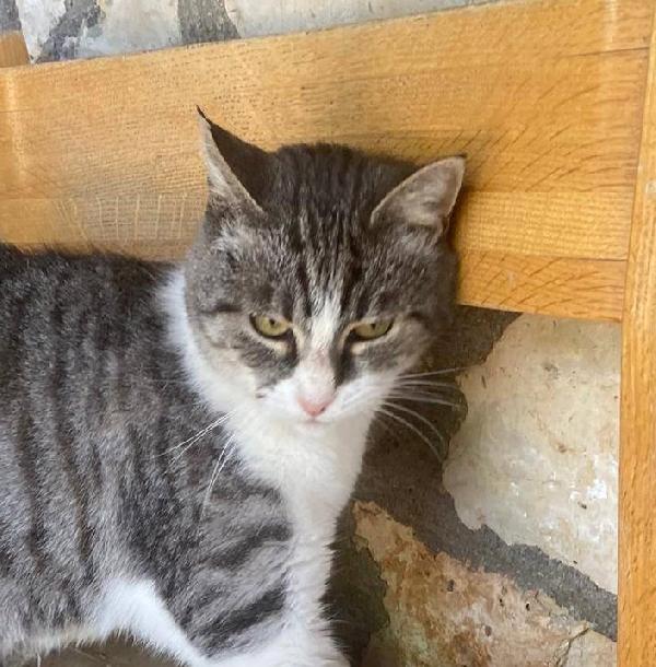 LICIA, tenera micia in adozione! Foto 7