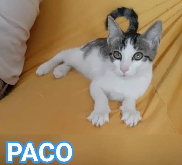 Paco, Dolce Micino In Adozione!