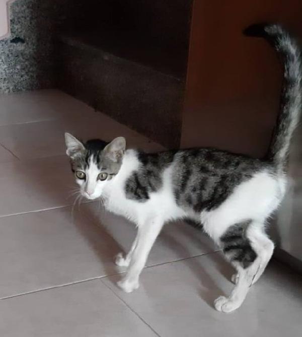 PACO, dolce micino in adozione! Foto 2