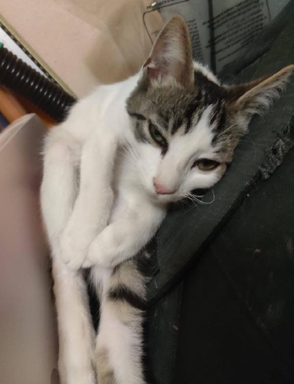 PACO, dolce micino in adozione! Foto 5