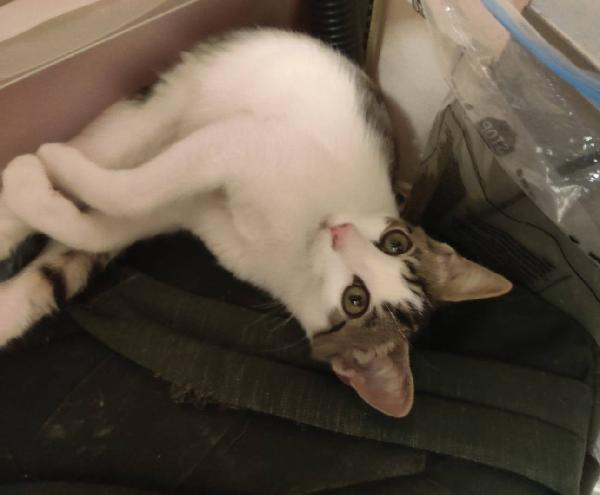 PACO, dolce micino in adozione! Foto 6