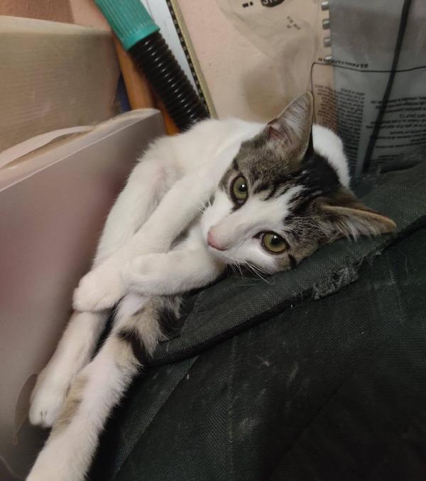 PACO, dolce micino in adozione! Foto 7