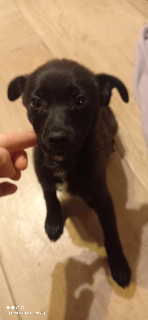 Flash e fulmine  Foto 3