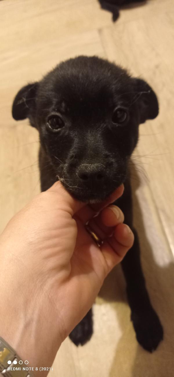 Flash e fulmine  Foto 4