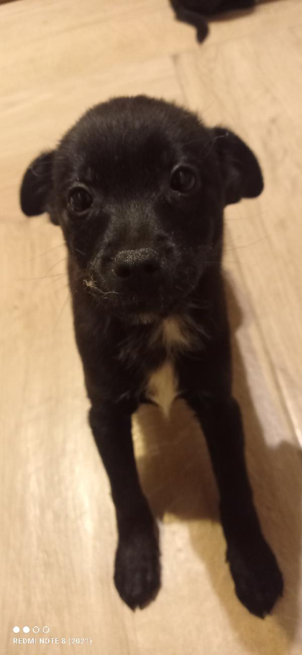 Flash e fulmine  Foto 5