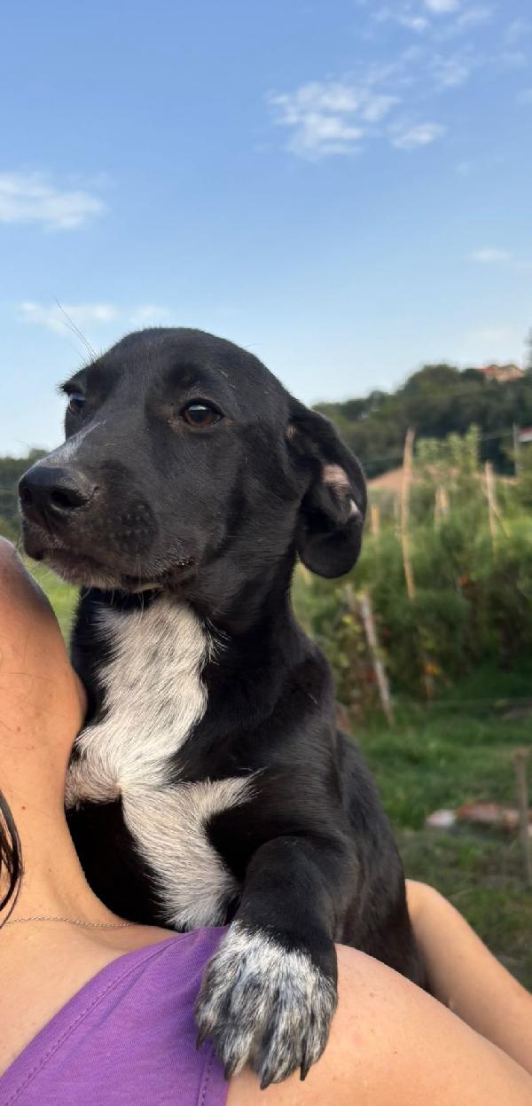 Taglia piccola π Foto 4