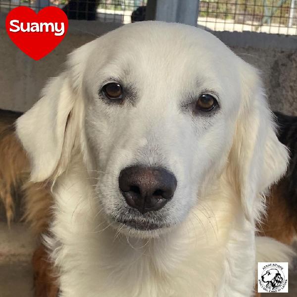 Suamy Dolce Cagnolina 10 Mesi In Adozione - Canile Di Latina