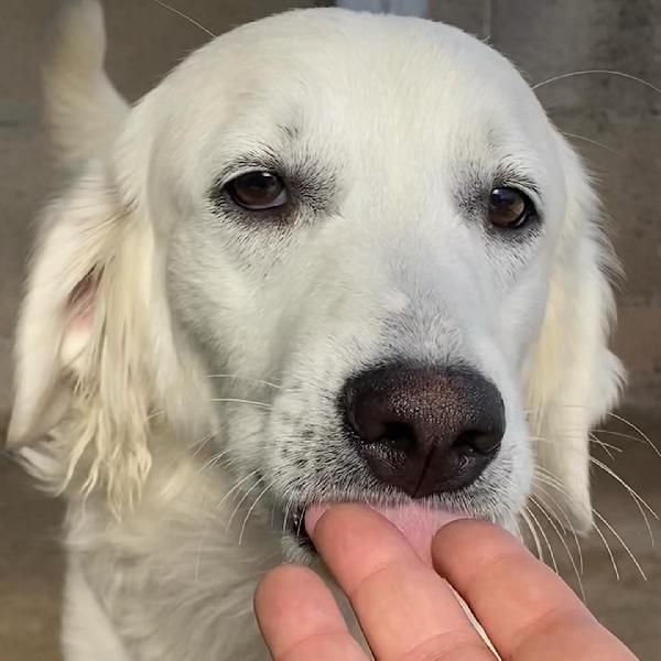 SUAMY dolce cagnolina 10 mesi in adozione - canile di Latina Foto 2