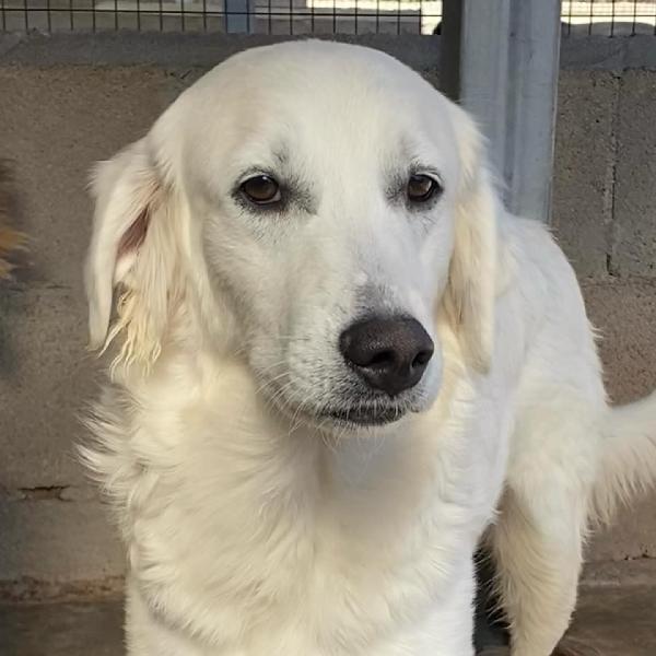 SUAMY dolce cagnolina 10 mesi in adozione - canile di Latina Foto 3