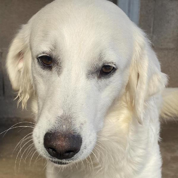 SUAMY dolce cagnolina 10 mesi in adozione - canile di Latina Foto 4