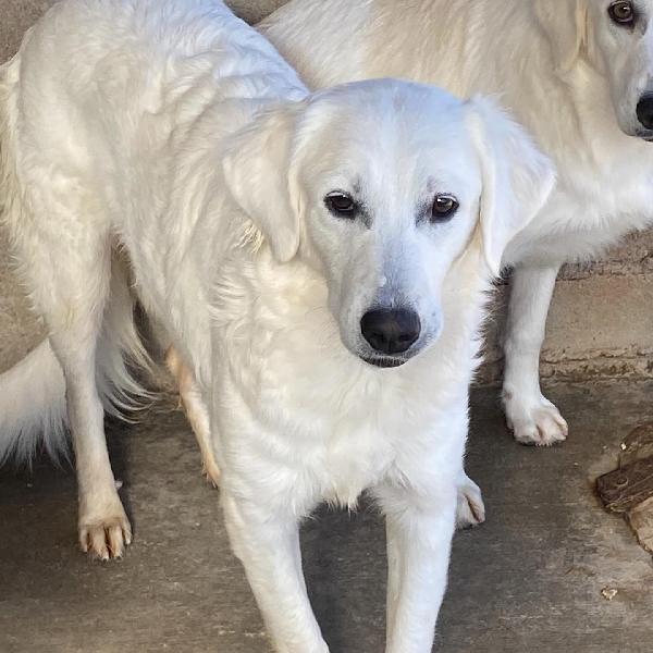 SUAMY dolce cagnolina 10 mesi in adozione - canile di Latina Foto 5