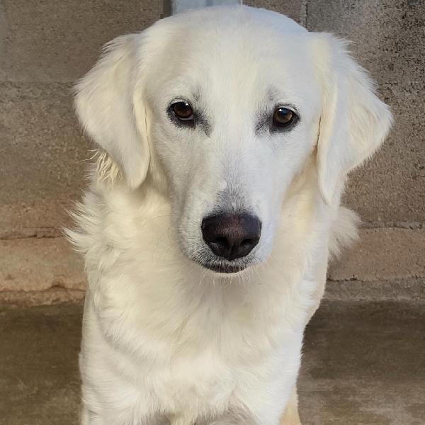 SUAMY dolce cagnolina 10 mesi in adozione - canile di Latina Foto 6